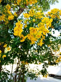 Low angle view of yellow flowering plants