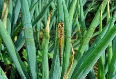 Close-up of insect on green grass