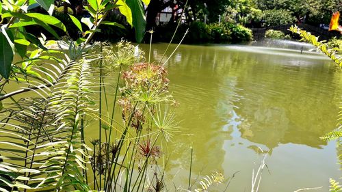 Pond in park