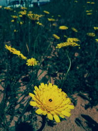 Close-up of yellow flowering plant on field