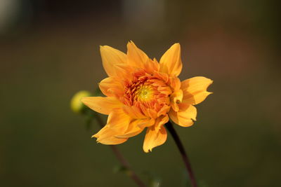 Close-up of yellow flowering plant