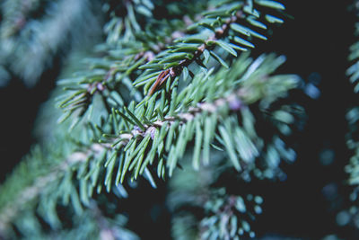 Close-up of pine tree branch