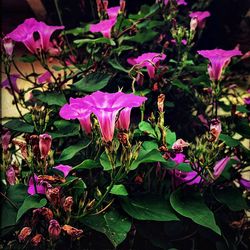 Close-up of pink flowers blooming outdoors