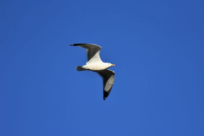 Low angle view of seagull flying against clear blue sky