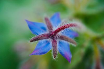 Close-up of purple flowering plant