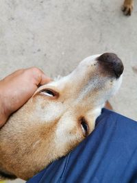 Close-up of hand holding dog