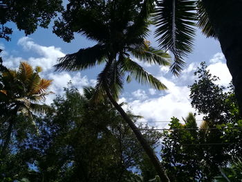 Low angle view of palm trees against sky