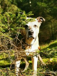 Portrait of dog standing on land