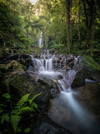 Scenic view of waterfall in forest