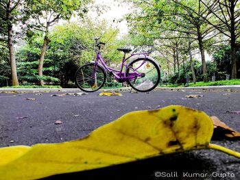 Bicycle parked on road in park