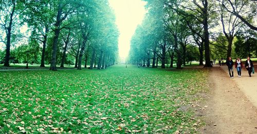 Footpath amidst trees in park