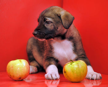 High angle view of a dog looking at red orange