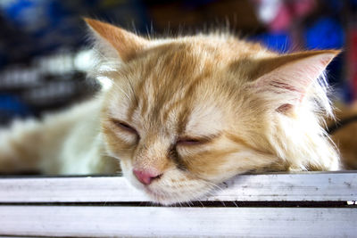 Close-up of a cat sleeping