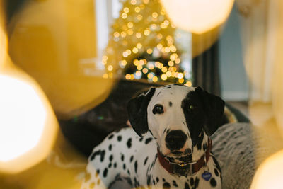 Portrait of dog with bright artistic lighting 