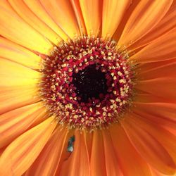 Macro shot of yellow flower