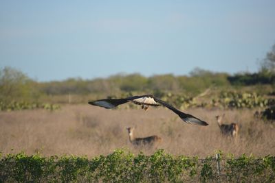 Bird flying over field against clear sky