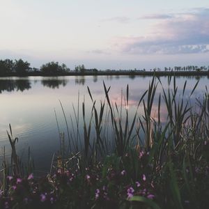 Reflection of plants in calm lake at sunset