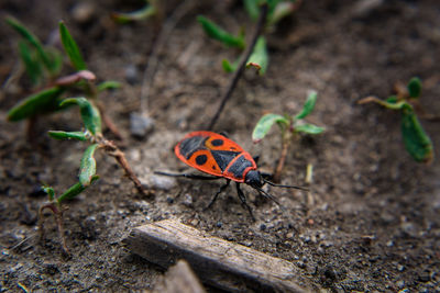 High angle view of a firebug