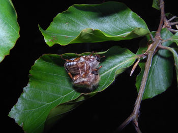 Close-up of insect on leaf