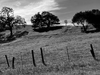 Trees on field against sky