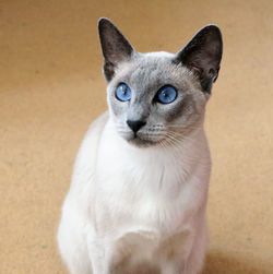 Portrait of cat sitting on floor