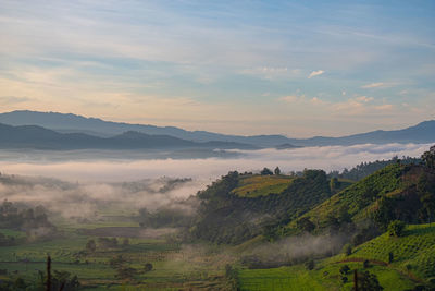 Scenic view of agricultural field against sky