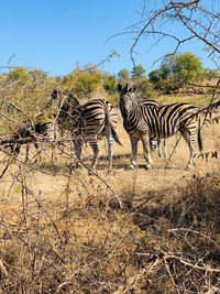 Pilanesburg, north west, south africa