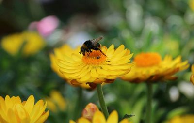 Close-up of honeybee on flower