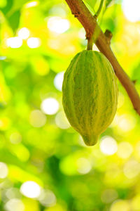 Close-up of fruit growing on tree