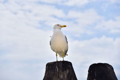 Low angle view of seagull perching on wooden post against sky