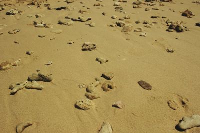 High angle view of seashells on sand at beach