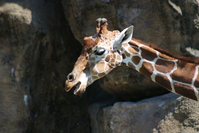 Close-up of giraffe against rocks