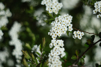 Close-up of white flowering plants