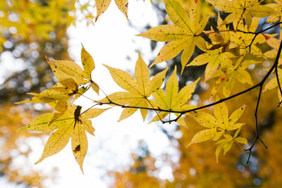 Low angle view of maple leaves on tree during autumn