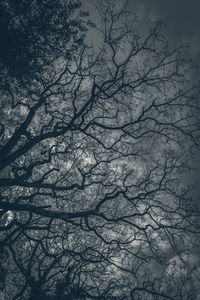 Low angle view of silhouette bare tree against sky