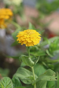 Close-up of yellow flowering plant