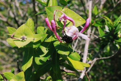 Close-up of insect on pink flower