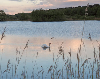 View of birds in lake against cloudy sky