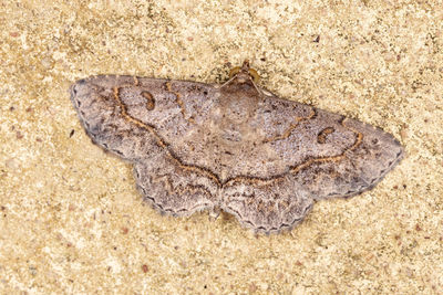 High angle view of lizard on sand