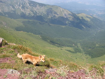 View of a dog on landscape