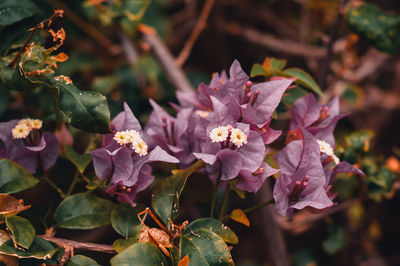 Close-up of white flowering plant