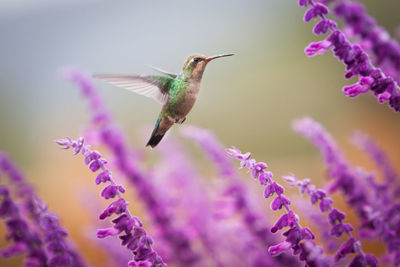 Close-up of hummingbird flying over purple flowering plants