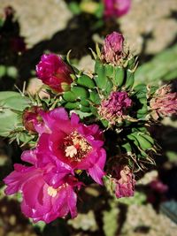 Close-up of pink flowering plant