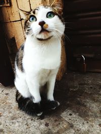 Portrait of cat sitting on floor