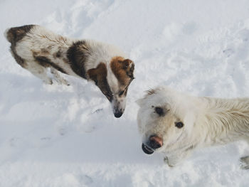 Dogs on snow covered field