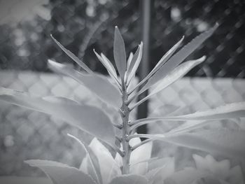 Close-up of flowering plant on field