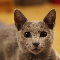 Close-up portrait of cat