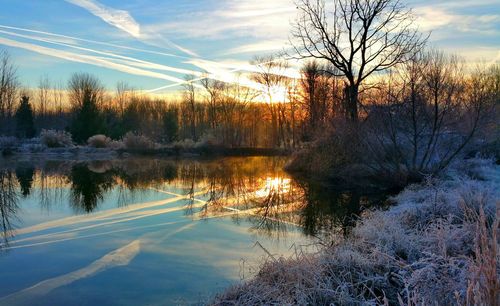 Reflection of bare trees in lake