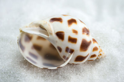 shell