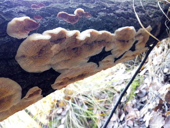 High angle view of mushrooms growing on land